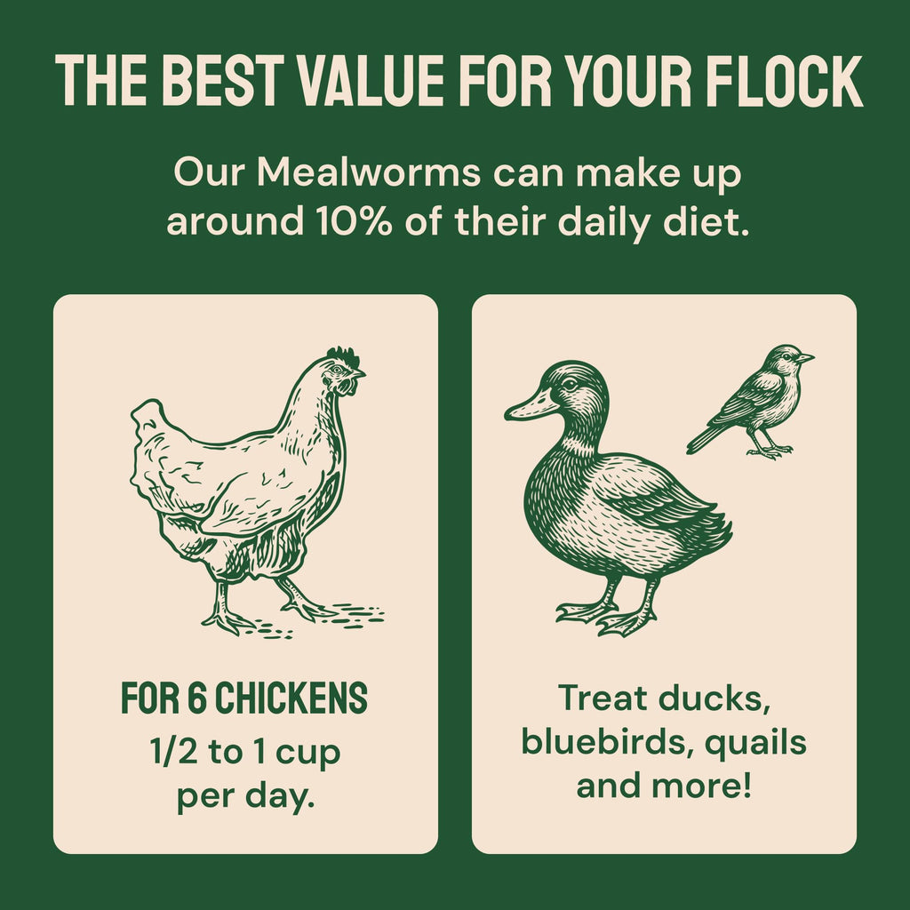 20lb Dried Mealworms Chicken Feed Z992